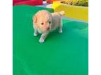 Poodle (Toy) Puppy for sale in Houston, TX, USA
