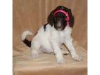 Mutt Puppy for sale in Anchorage, AK, USA