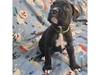 Boxer Puppy for sale in Denver, CO, USA