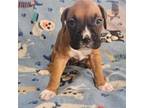 Boxer Puppy for sale in Denver, CO, USA