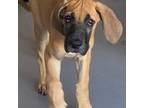 Great Dane Puppy for sale in Rex, GA, USA