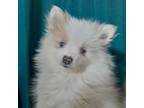Pomeranian Puppy for sale in Cape Coral, FL, USA