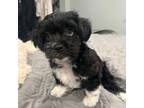 Maltipoo Puppy for sale in Mcallen, TX, USA
