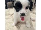 Maltipoo Puppy for sale in Mcallen, TX, USA