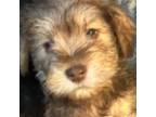 Schnauzer (Miniature) Puppy for sale in Spokane, WA, USA