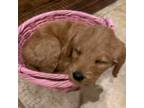 Mutt Puppy for sale in Allen, TX, USA