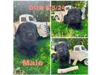 Labrador Retriever Puppy for sale in Bensalem, PA, USA