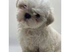 Shih Tzu Puppy for sale in Big Stone Gap, VA, USA