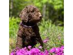 Goldendoodle Puppy for sale in South Thomaston, ME, USA