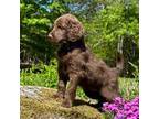 Goldendoodle Puppy for sale in South Thomaston, ME, USA