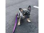 French Bulldog Puppy for sale in Atlanta, GA, USA