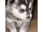 Alaskan Klee Kai Puppy for sale in North Haven, CT, USA