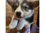 Cardigan Welsh Corgi Puppy for sale in Bailey, CO, USA