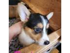 Cardigan Welsh Corgi Puppy for sale in Bailey, CO, USA