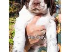 English Springer Spaniel Puppy for sale in Penn Valley, CA, USA