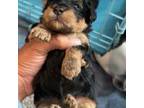 Yorkipoo