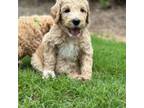 Goldendoodle Puppy for sale in Loganville, GA, USA