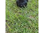 Scottish Terrier Puppy for sale in Fort Mitchell, AL, USA