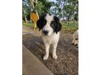 Adopt Yelich a Great Pyrenees, Border Collie