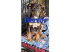 Adopt Hector a Hound, Mixed Breed