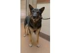 Adopt Clyde a German Shepherd Dog, Mixed Breed