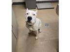 Adopt Chevy a Dogo Argentino