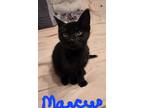 Adopt Marcus a Domestic Short Hair