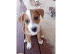 Adopt Linus a Pit Bull Terrier, Australian Cattle Dog / Blue Heeler