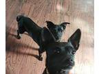 JERSEY & JET (bonded) Chihuahua Adult Female