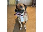 Scooby Mixed Breed (Medium) Adult Male