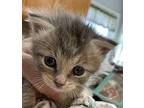 Calvin Domestic Shorthair Kitten Male