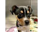 Callie Jack Russell Terrier Puppy Female