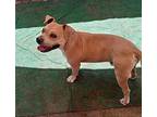 ELIO Staffordshire Bull Terrier Young Male