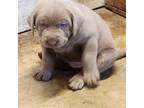 Labrador Retriever Puppy for sale in Valmeyer, IL, USA