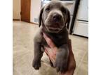 Labrador Retriever Puppy for sale in Valmeyer, IL, USA