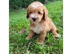 Poodle (Toy) Puppy for sale in Atlanta, GA, USA