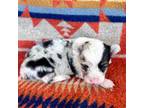 Pembroke Welsh Corgi Puppy for sale in Okeechobee, FL, USA