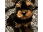 Yorkshire Terrier Puppy for sale in Tulsa, OK, USA