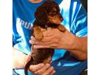 Dachshund Puppy for sale in Branson West, MO, USA