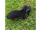 Dachshund Puppy for sale in Vidor, TX, USA