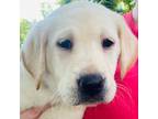Labrador Retriever Puppy for sale in Wales, MA, USA