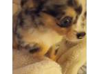 Chihuahua Puppy for sale in York, SC, USA
