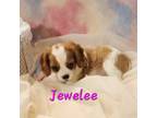 Cavalier King Charles Spaniel Puppy for sale in Asbury, MO, USA