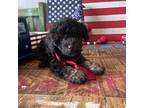 Poodle (Toy) Puppy for sale in Campbell, TX, USA
