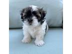 Shih Tzu Puppy for sale in Warner Robins, GA, USA