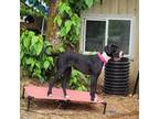Great Dane Puppy for sale in Gig Harbor, WA, USA