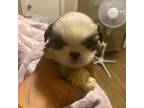 Shih Tzu Puppy for sale in Columbia, SC, USA