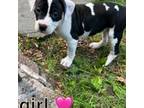 American Pit Bull Terrier Puppy for sale in Manchester, CT, USA