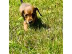 Dachshund Puppy for sale in Three Rivers, MI, USA