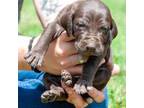 German Shorthaired Pointer Puppy for sale in Salisbury, NC, USA